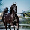 ponyxp